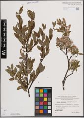 Foto von Salix foetida Schleich. ex DC.